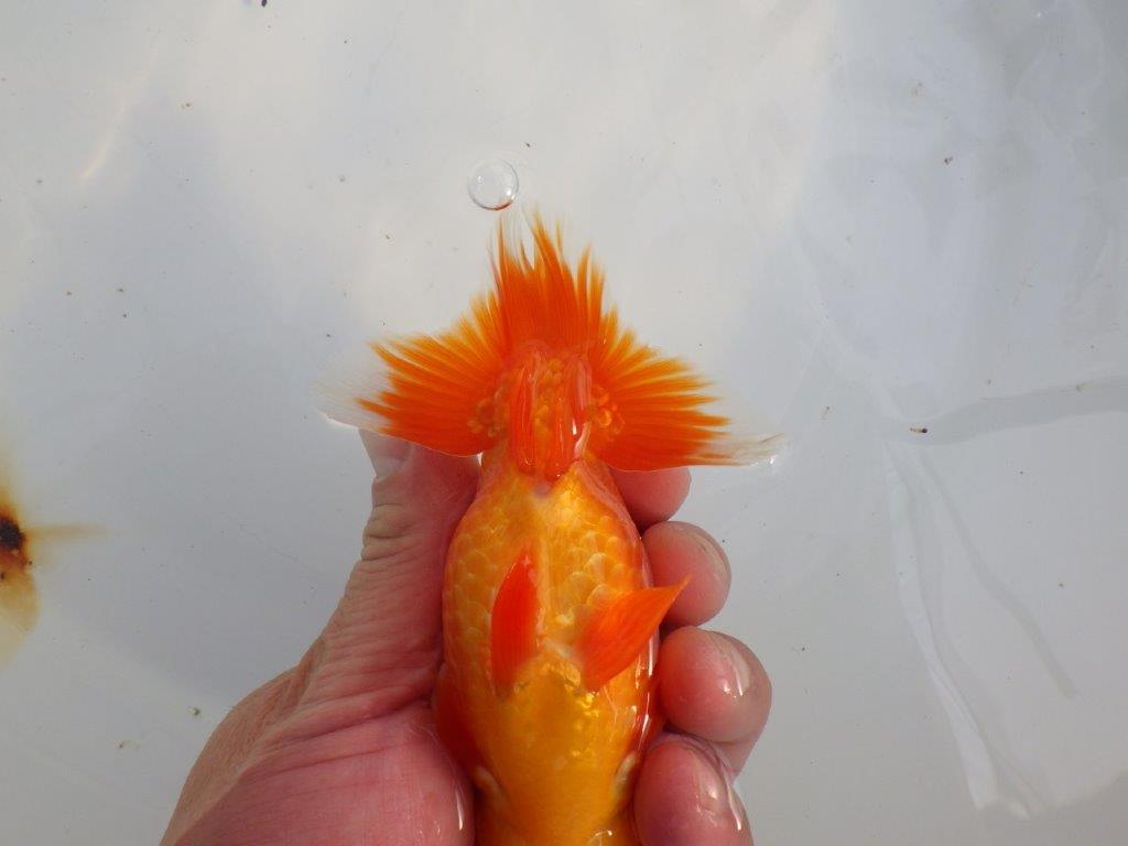 【愛知 小早川義幸氏 当歳らんちゅう 】雰囲気の良いらんちゅう 約12,5cm オス?