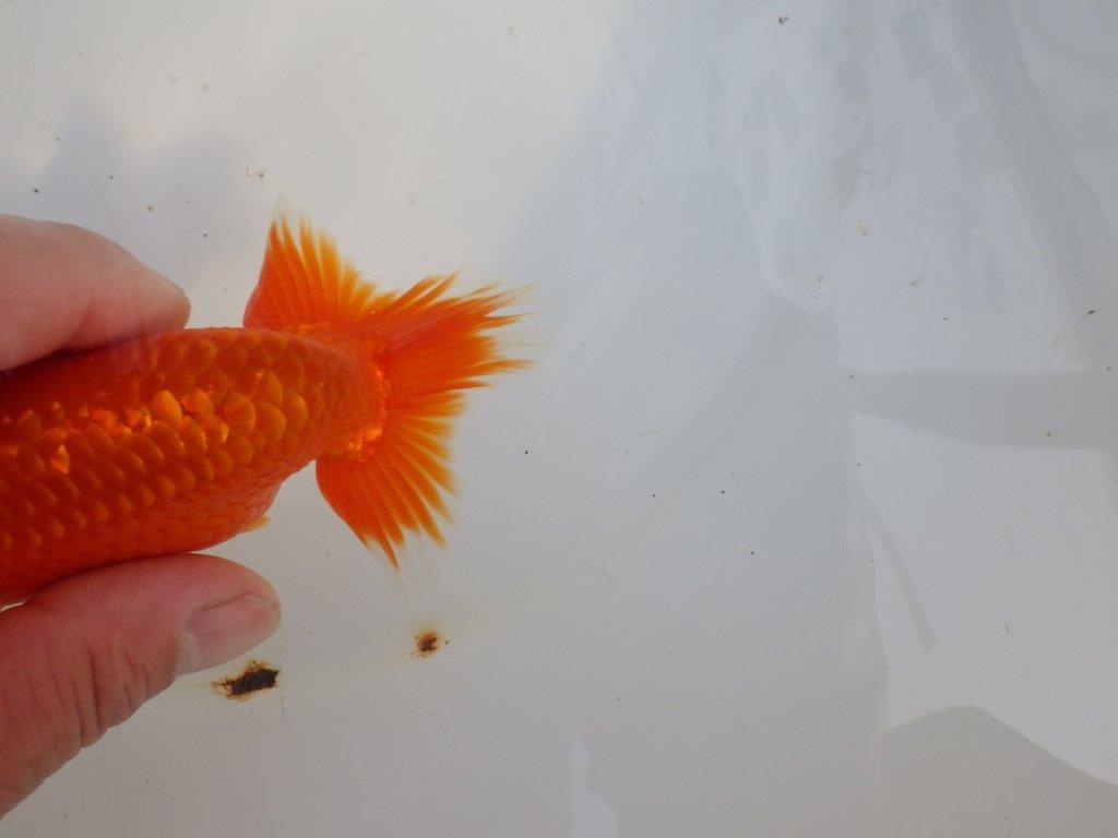 【愛知 小早川義幸氏 当歳らんちゅう 】雰囲気の良いらんちゅう 約12,5cm オス?