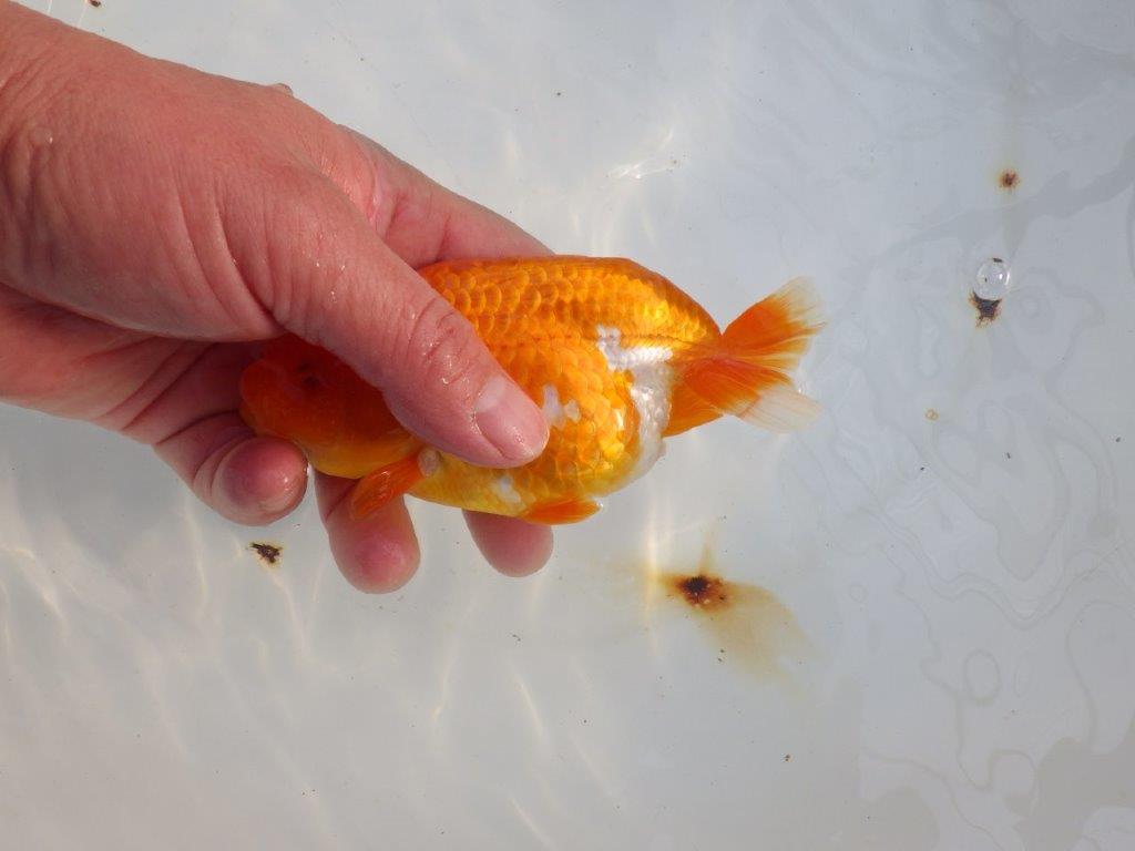 【愛知 小早川義幸氏 当歳らんちゅう 】水槽で映える更紗らんちゅう 約14cm メス?