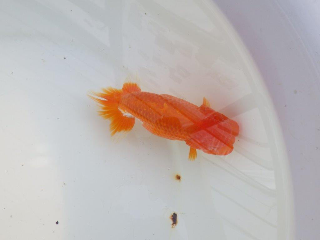 【愛知 小早川義幸氏 当歳らんちゅう 】水槽で映える更紗らんちゅう 約14cm メス?