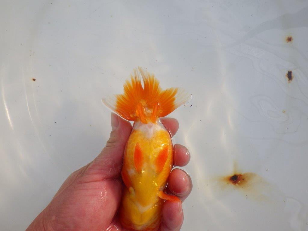 【愛知 小早川義幸氏 当歳らんちゅう 】水槽で映える更紗らんちゅう 約14cm メス?