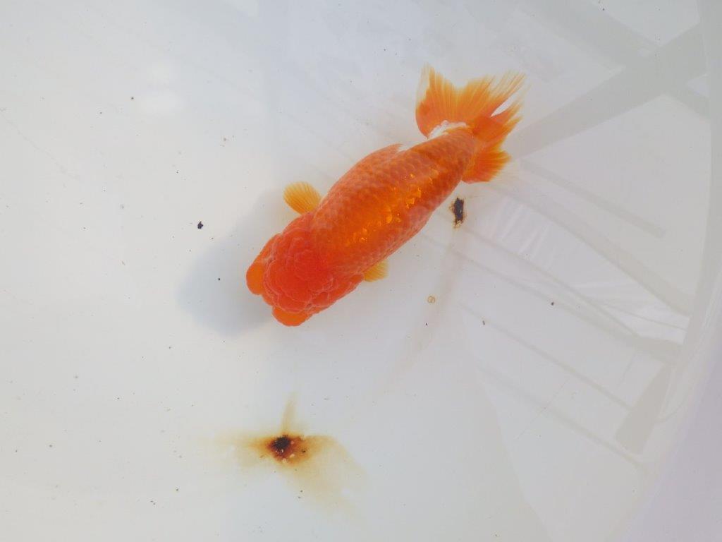 【愛知 小早川義幸氏 当歳らんちゅう 】水槽で映える更紗らんちゅう 約14cm メス?