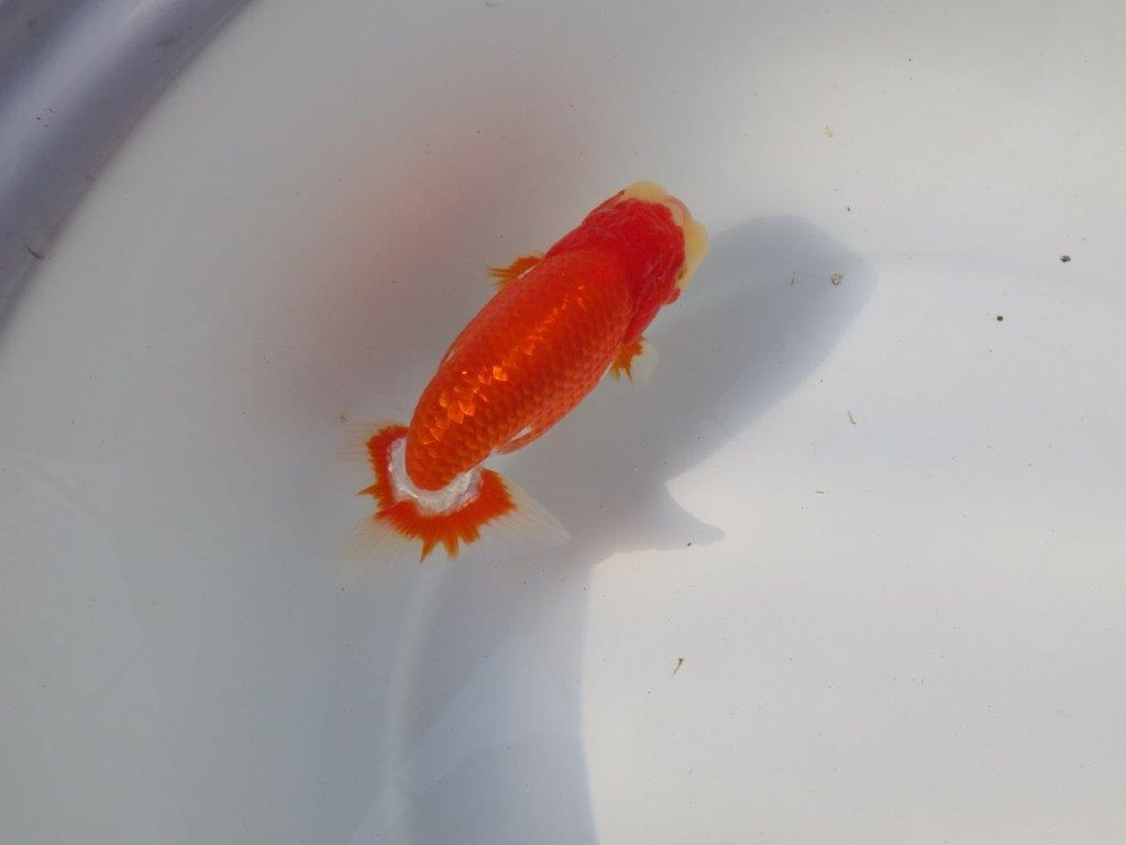 【愛知 小早川義幸氏　当歳らんちゅう 】種にもお勧めしたい更紗らんちゅう　約13,5cm オス？の上身