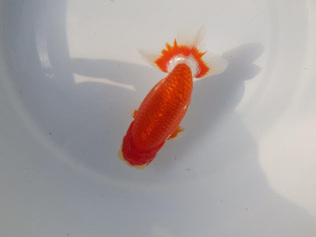 【愛知 小早川義幸氏 当歳らんちゅう 】種にもお勧めしたい更紗らんちゅう 約13,5cm オス?