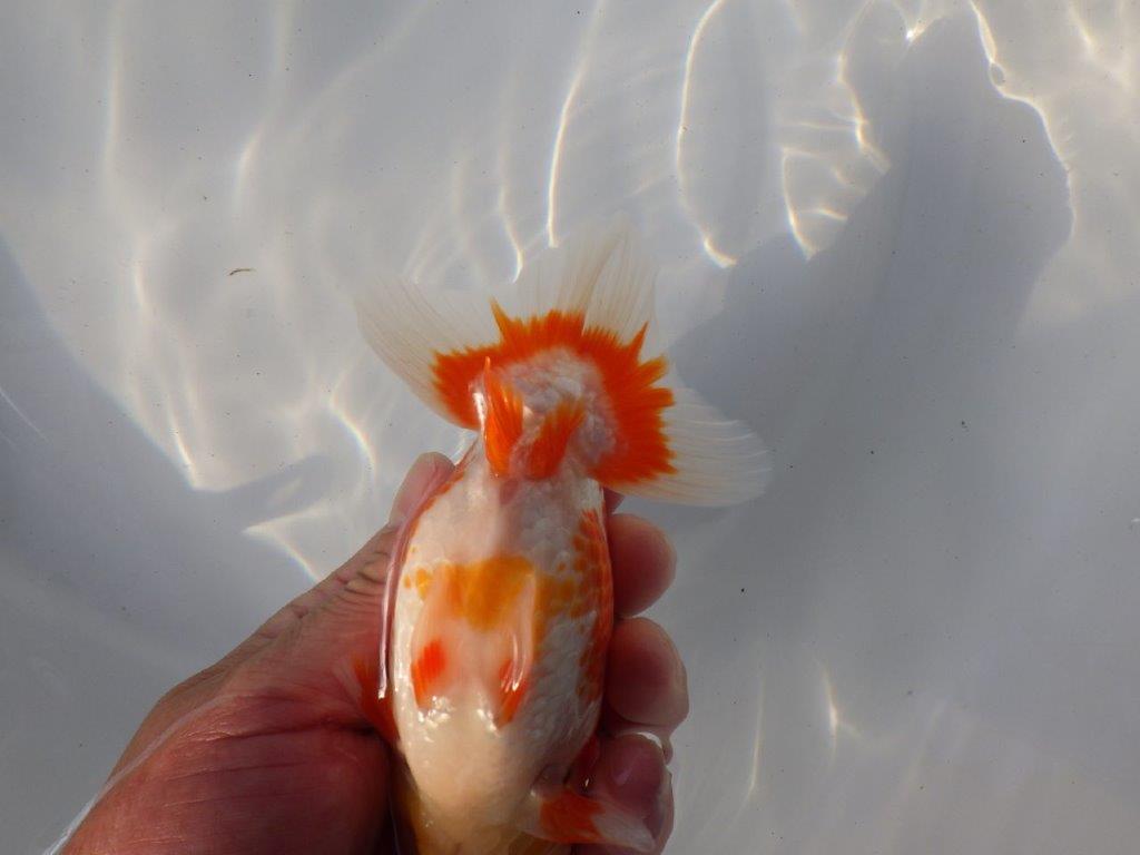 【愛知 小早川義幸氏 当歳らんちゅう 】種にもお勧めしたい更紗らんちゅう 約13,5cm オス?