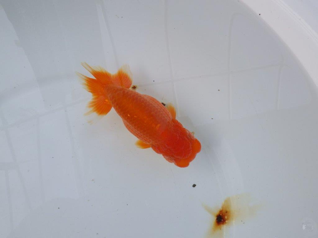 【愛知 小早川義幸氏 当歳らんちゅう 】弐歳に向けて面白い?らんちゅう 約13,5cm メス?