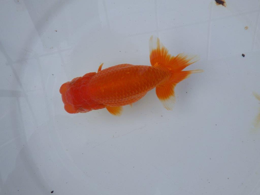 【愛知 小早川義幸氏　当歳らんちゅう 】弐歳に向けて面白い？らんちゅう　約13,5cm メス？の上身