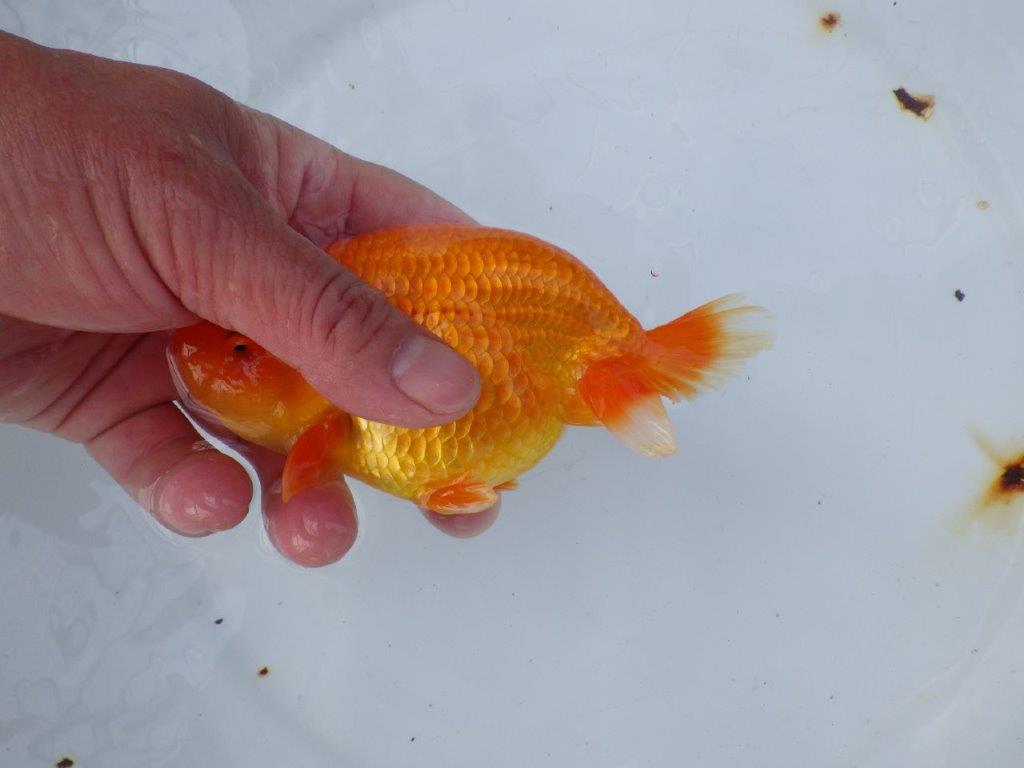 【愛知 小早川義幸氏 当歳らんちゅう 】弐歳に向けて面白い?らんちゅう 約13,5cm メス?