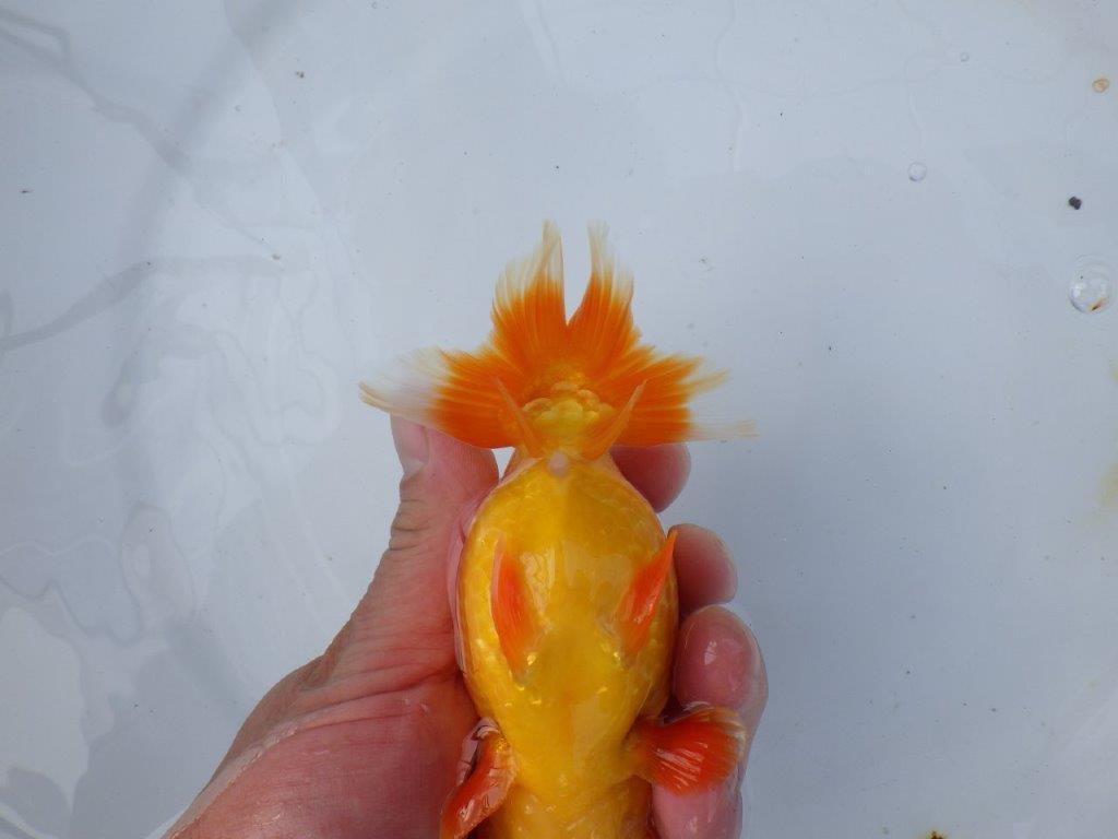 【愛知 小早川義幸氏 当歳らんちゅう 】弐歳に向けて面白い?らんちゅう 約13,5cm メス?