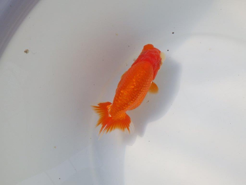 【愛知 小早川義幸氏 当歳らんちゅう 】素晴らしいフンタンでご鑑賞お勧め 約13,5cm メス?