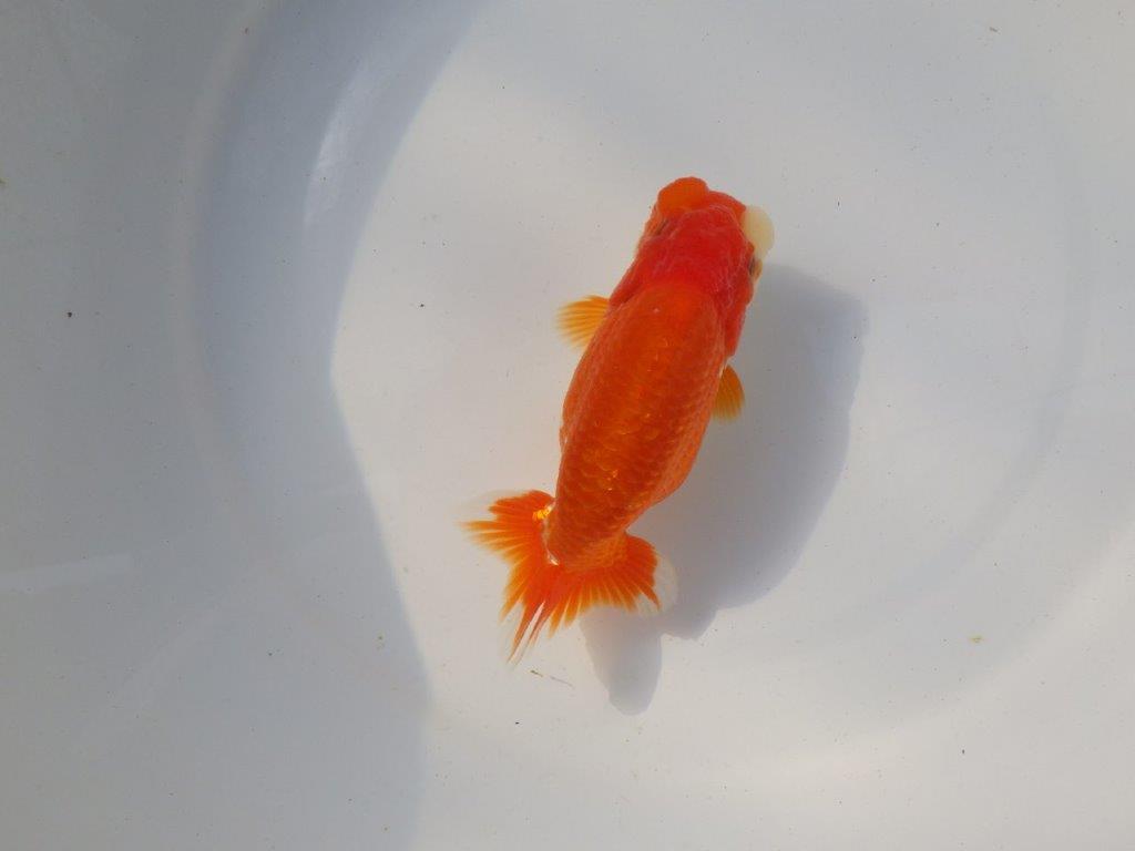 【愛知 小早川義幸氏 当歳らんちゅう 】素晴らしいフンタンでご鑑賞お勧め 約13,5cm メス?