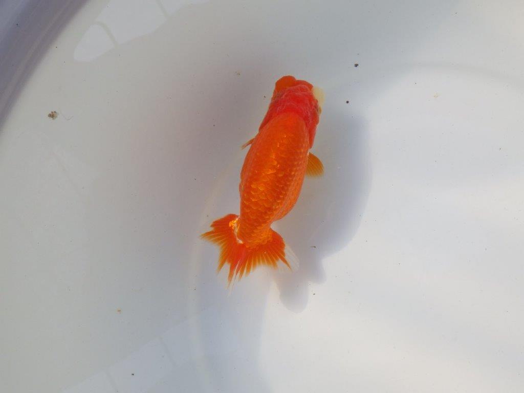 【愛知 小早川義幸氏 当歳らんちゅう 】素晴らしいフンタンでご鑑賞お勧め 約13,5cm メス?