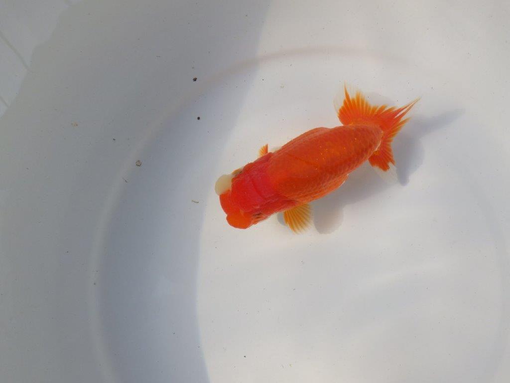 【愛知 小早川義幸氏 当歳らんちゅう 】素晴らしいフンタンでご鑑賞お勧め 約13,5cm メス?