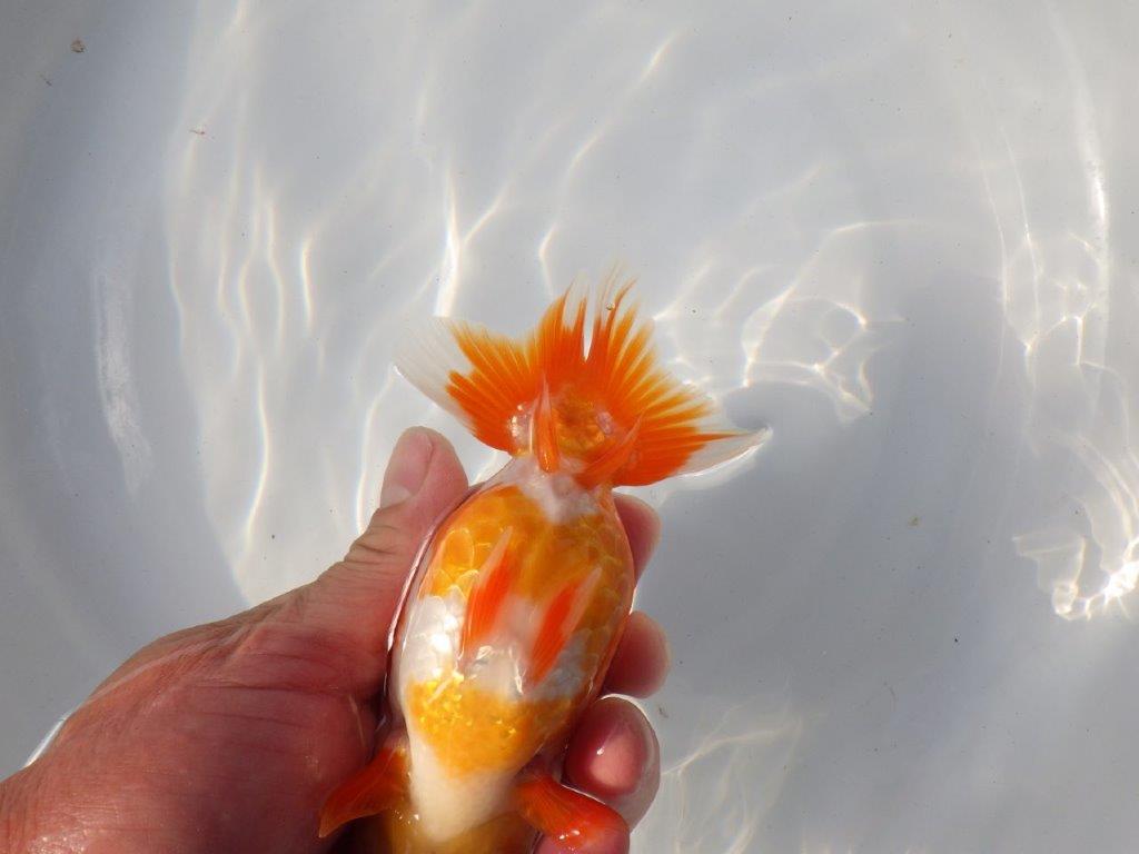 【愛知 小早川義幸氏 当歳らんちゅう 】素晴らしいフンタンでご鑑賞お勧め 約13,5cm メス?