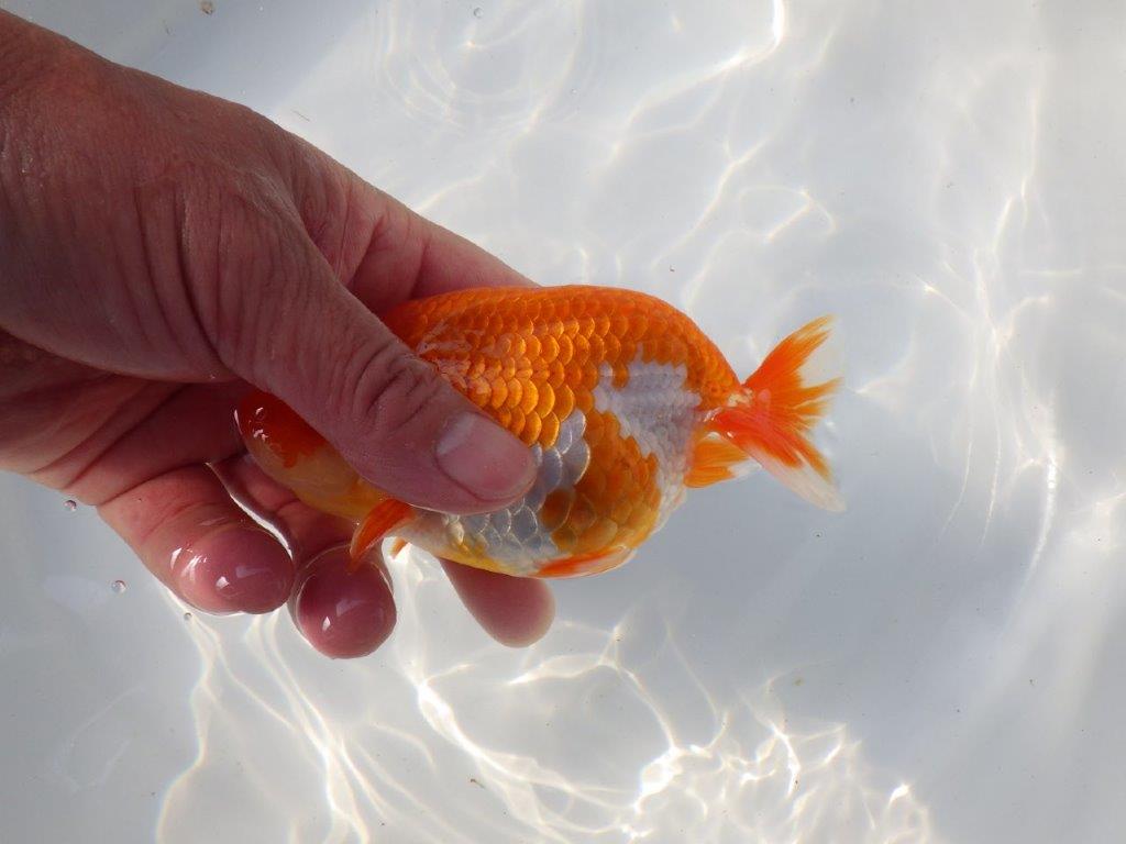 【愛知 小早川義幸氏 当歳らんちゅう 】素晴らしいフンタンでご鑑賞お勧め 約13,5cm メス?