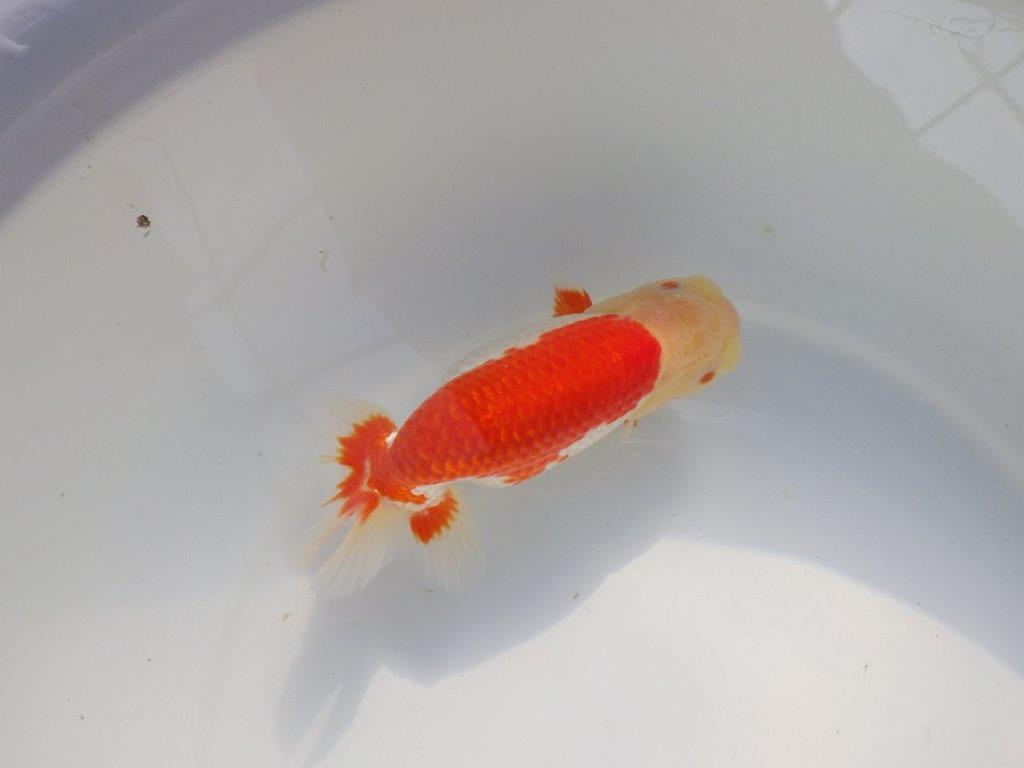 【愛知 小早川義幸氏 当歳らんちゅう 】オ構えが良く種にも!! 約15cm メス?