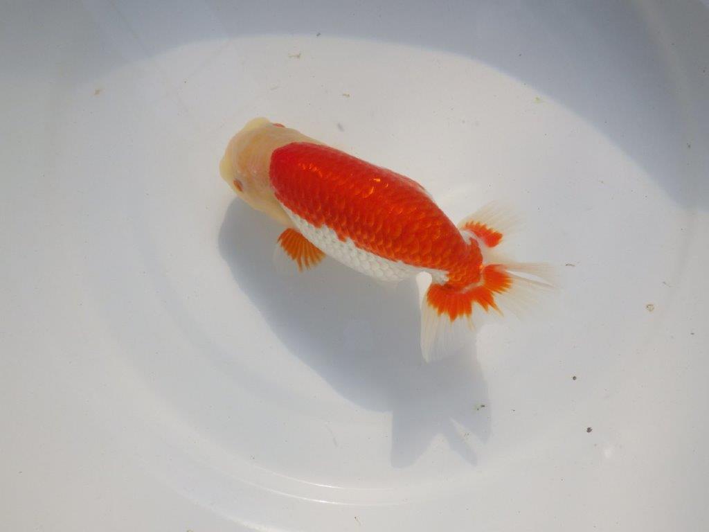 【愛知 小早川義幸氏 当歳らんちゅう 】オ構えが良く種にも!! 約15cm メス?