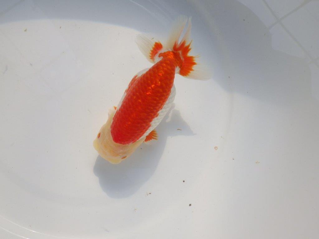 【愛知 小早川義幸氏 当歳らんちゅう 】オ構えが良く種にも!! 約15cm メス?