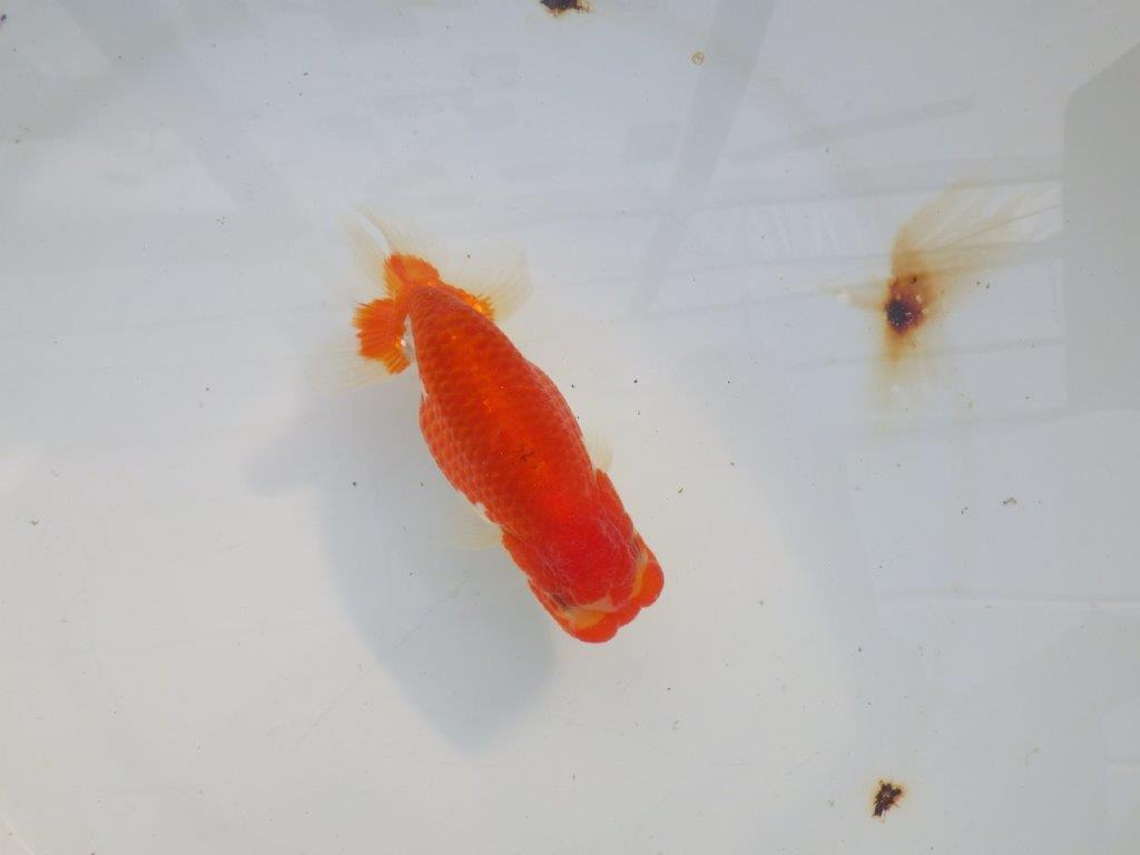 【愛知 小早川義幸氏 当歳らんちゅう 】雰囲気が良くなってきました! 約12,5cm オス?