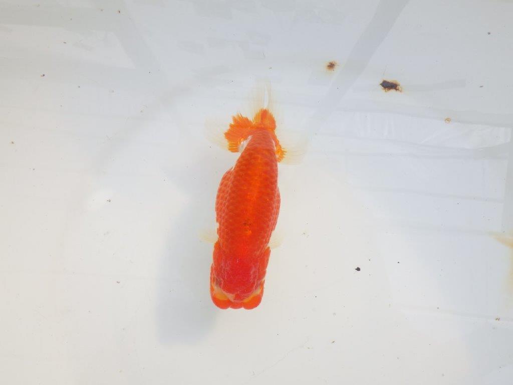 【愛知 小早川義幸氏　当歳らんちゅう 】雰囲気が良くなってきました！　約12,5cm オス？の上身