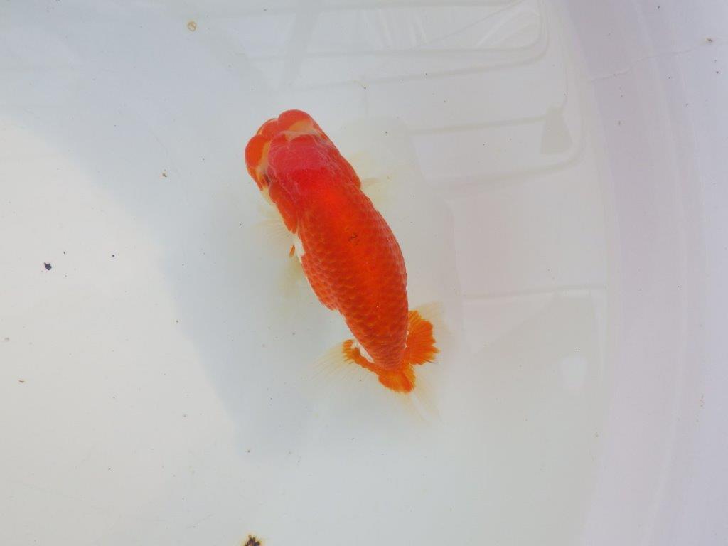 【愛知 小早川義幸氏 当歳らんちゅう 】雰囲気が良くなってきました! 約12,5cm オス?