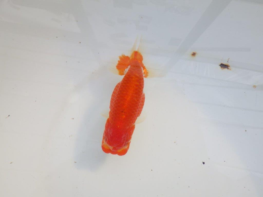 【愛知 小早川義幸氏 当歳らんちゅう 】雰囲気が良くなってきました! 約12,5cm オス?