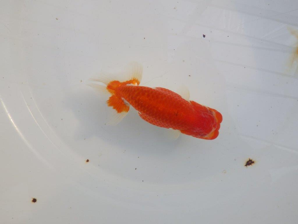 【愛知 小早川義幸氏 当歳らんちゅう 】雰囲気が良くなってきました! 約12,5cm オス?