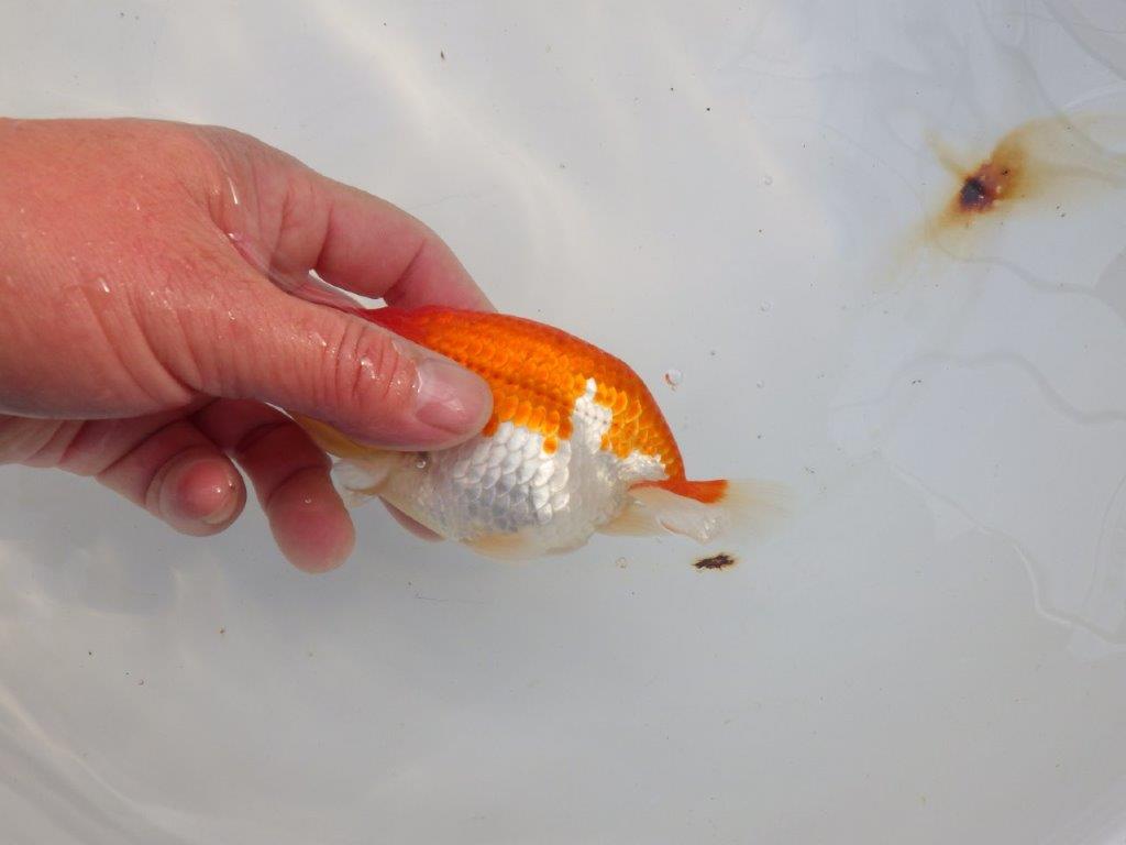 【愛知 小早川義幸氏 当歳らんちゅう 】雰囲気が良くなってきました! 約12,5cm オス?