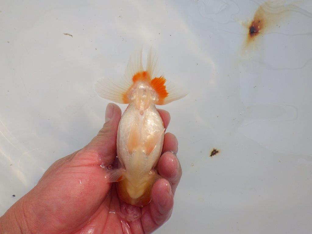 【愛知 小早川義幸氏 当歳らんちゅう 】雰囲気が良くなってきました! 約12,5cm オス?