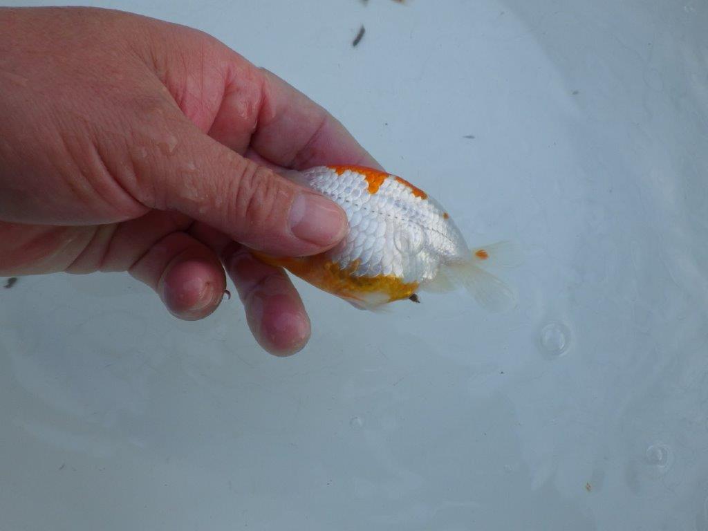 【私共がタタキ池で管理 岡山村上暢彦氏】口紅付きの可愛い当歳らんちゅう 約11㎝ メス?