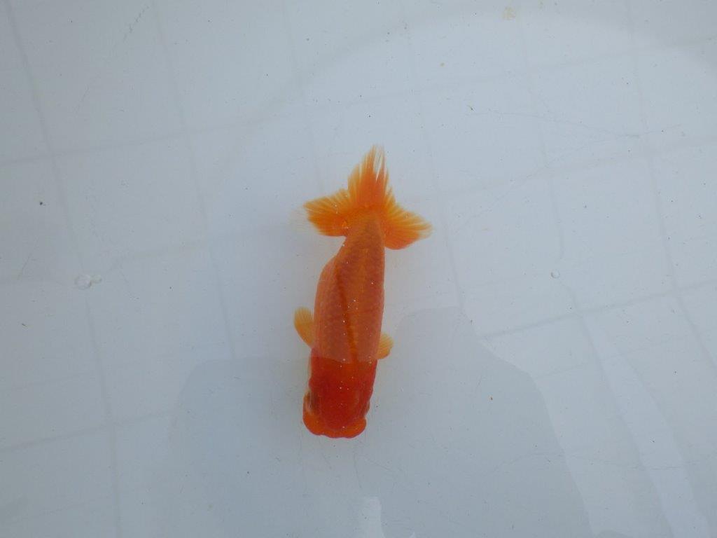 【私共がタタキ池で管理　岡山村上暢彦氏】尾方が良く種にもお勧めな当歳らんちゅう　約10,5㎝ メス？