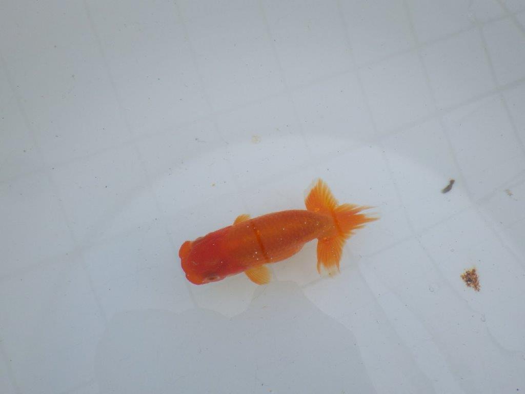 【私共がタタキ池で管理　岡山村上暢彦氏】尾方が良く種にもお勧めな当歳らんちゅう　約10,5㎝ メス？