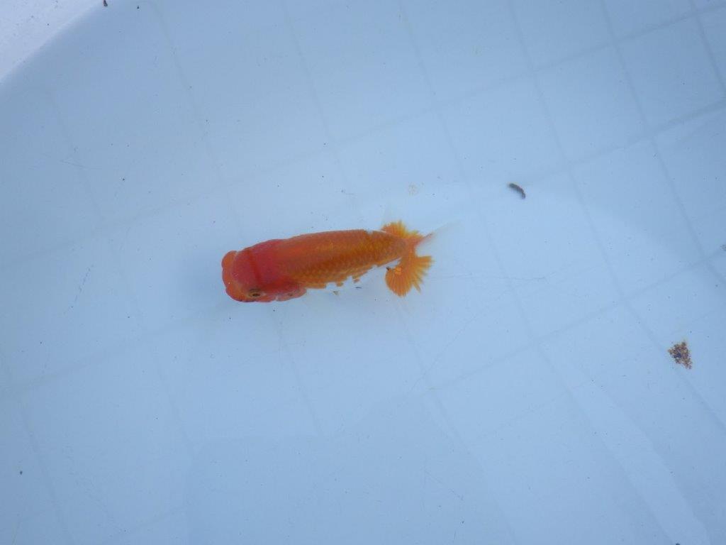 【私共がタタキ池で管理 岡山村上暢彦氏】育てる楽しみがある当歳らんちゅう 約11㎝ オス?