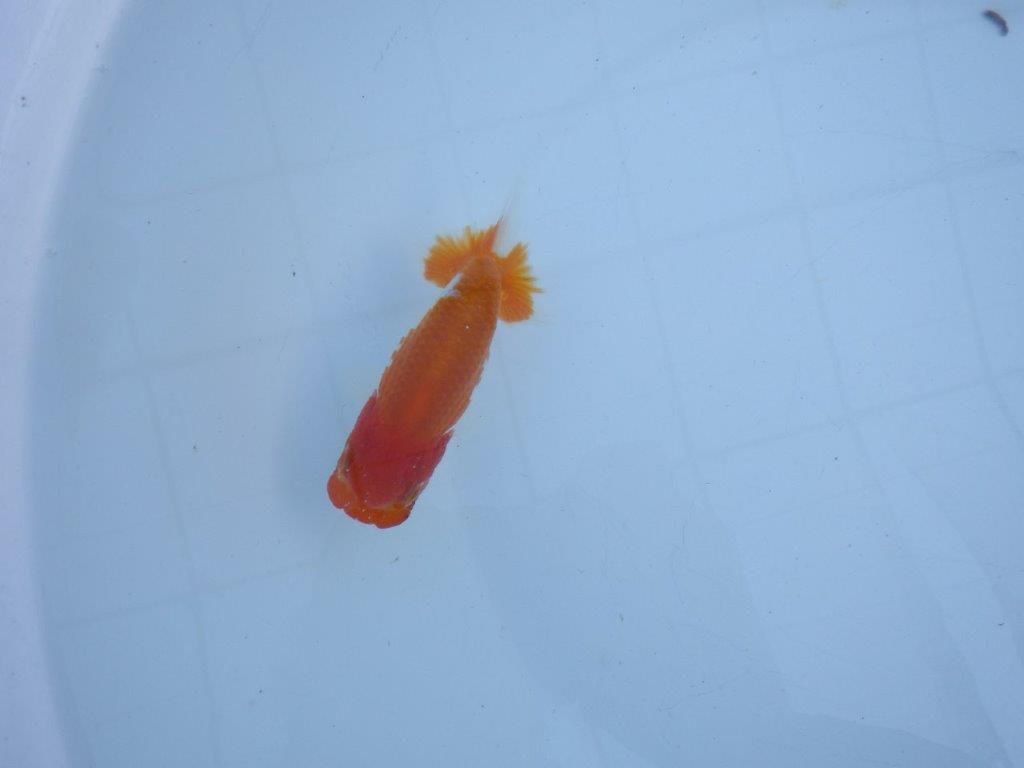 【私共がタタキ池で管理 岡山村上暢彦氏】育てる楽しみがある当歳らんちゅう 約11㎝ オス?