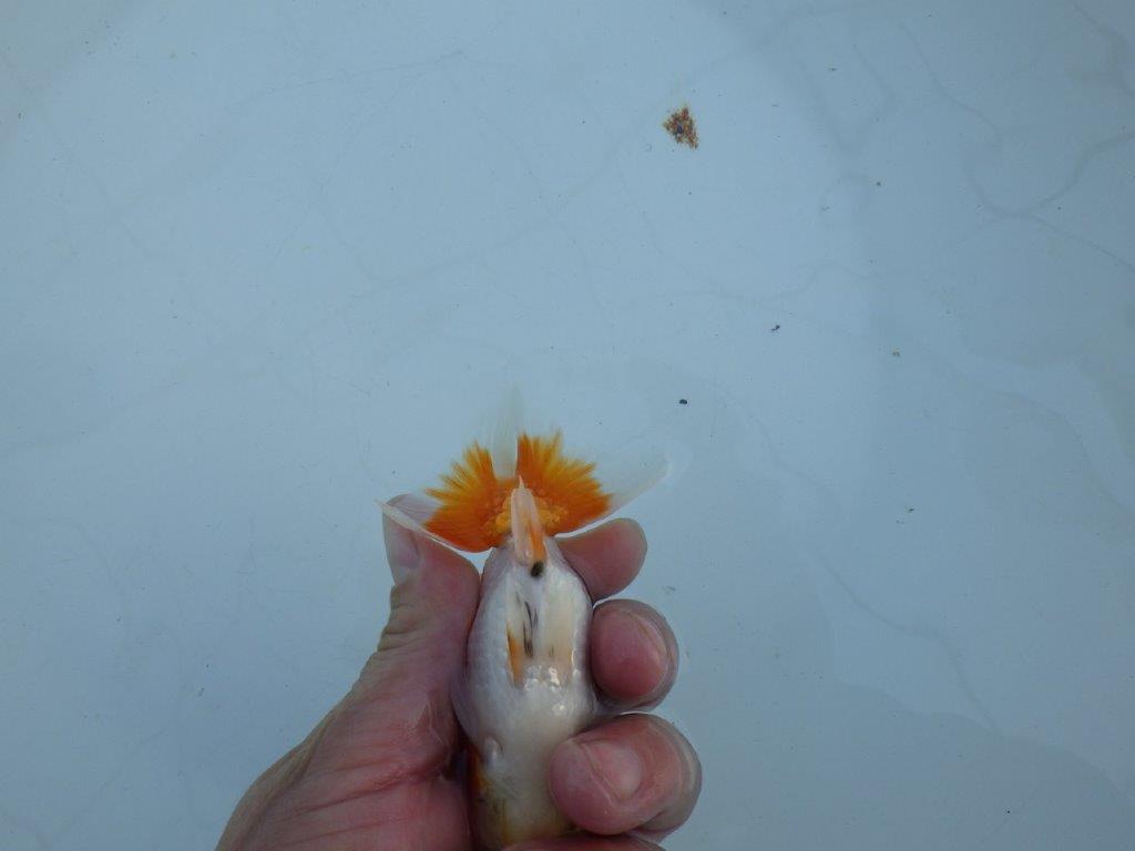 【私共がタタキ池で管理 岡山村上暢彦氏】育てる楽しみがある当歳らんちゅう 約11㎝ オス?