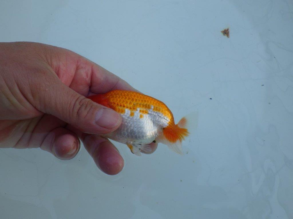 【私共がタタキ池で管理 岡山村上暢彦氏】育てる楽しみがある当歳らんちゅう 約11㎝ オス?