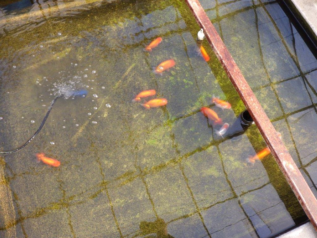 【私共がタタキ池で管理 岡山村上暢彦氏】育てる楽しみがある当歳らんちゅう 約11㎝ オス?