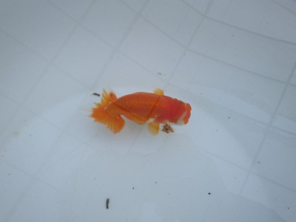 【私共がタタキ池で管理 岡山村上暢彦氏】頭も尾張りも良い当歳らんちゅう 約10,5㎝ メス?