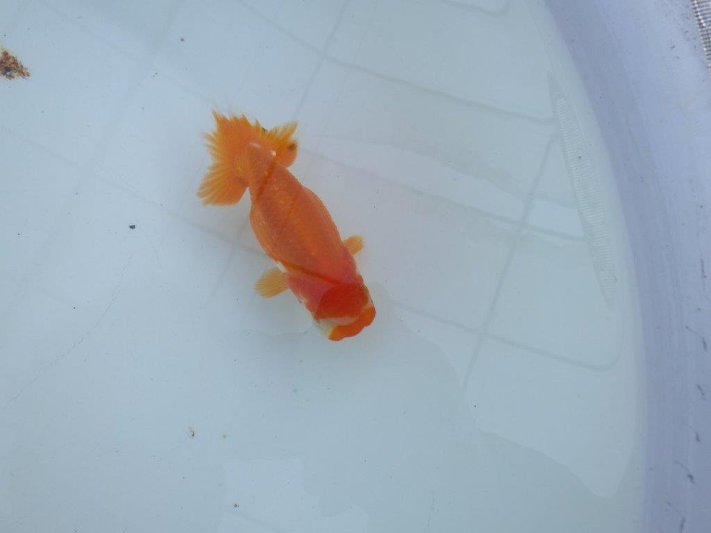 【私共がタタキ池で管理 岡山村上暢彦氏】頭も尾張りも良い当歳らんちゅう 約10,5㎝ メス?