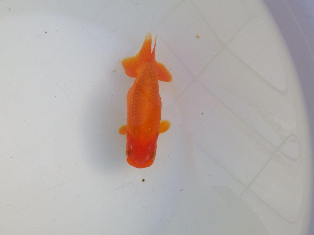 【私共がタタキ池で管理　岡山村上暢彦氏】背が綺麗で横見が映える当歳らんちゅう　約13,5㎝ メス？の上身