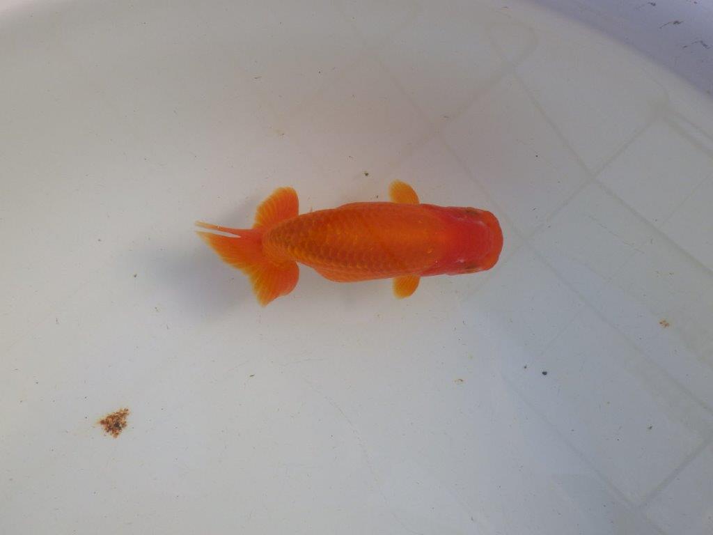 【私共がタタキ池で管理 岡山村上暢彦氏】背が綺麗で横見が映える当歳らんちゅう 約13,5㎝ メス?