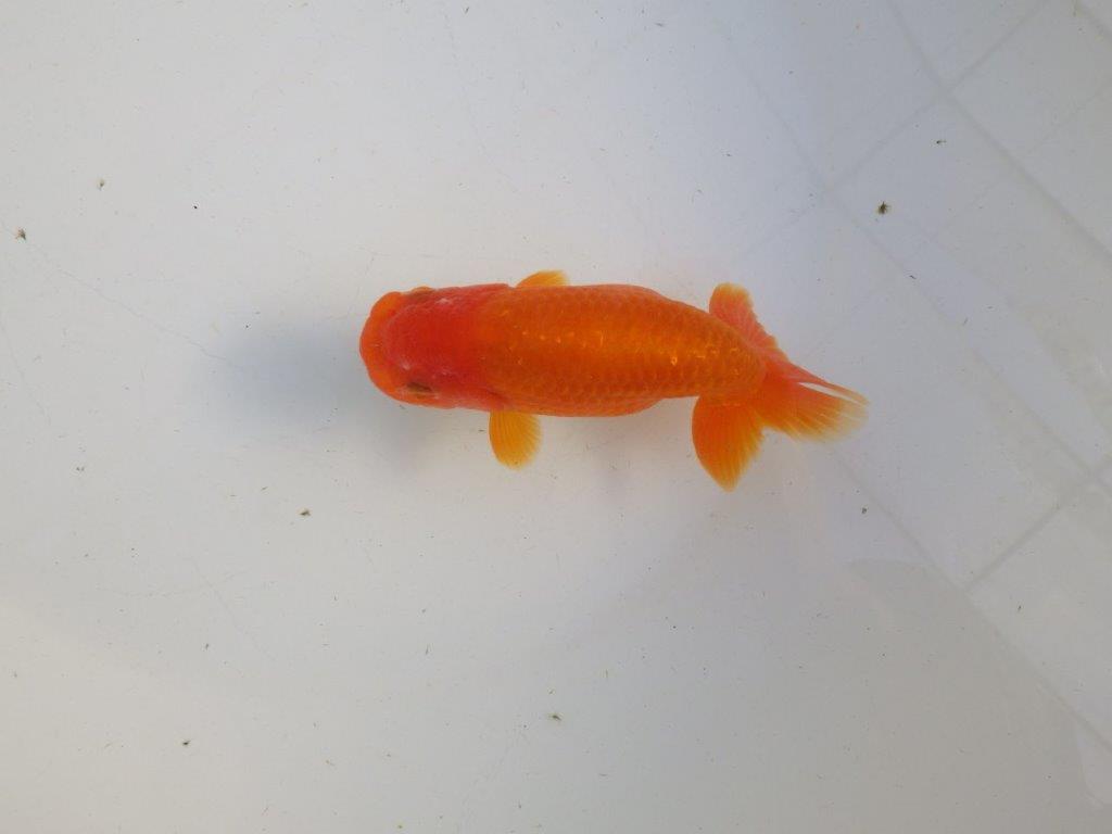 【私共がタタキ池で管理 岡山村上暢彦氏】背が綺麗で横見が映える当歳らんちゅう 約13,5㎝ メス?