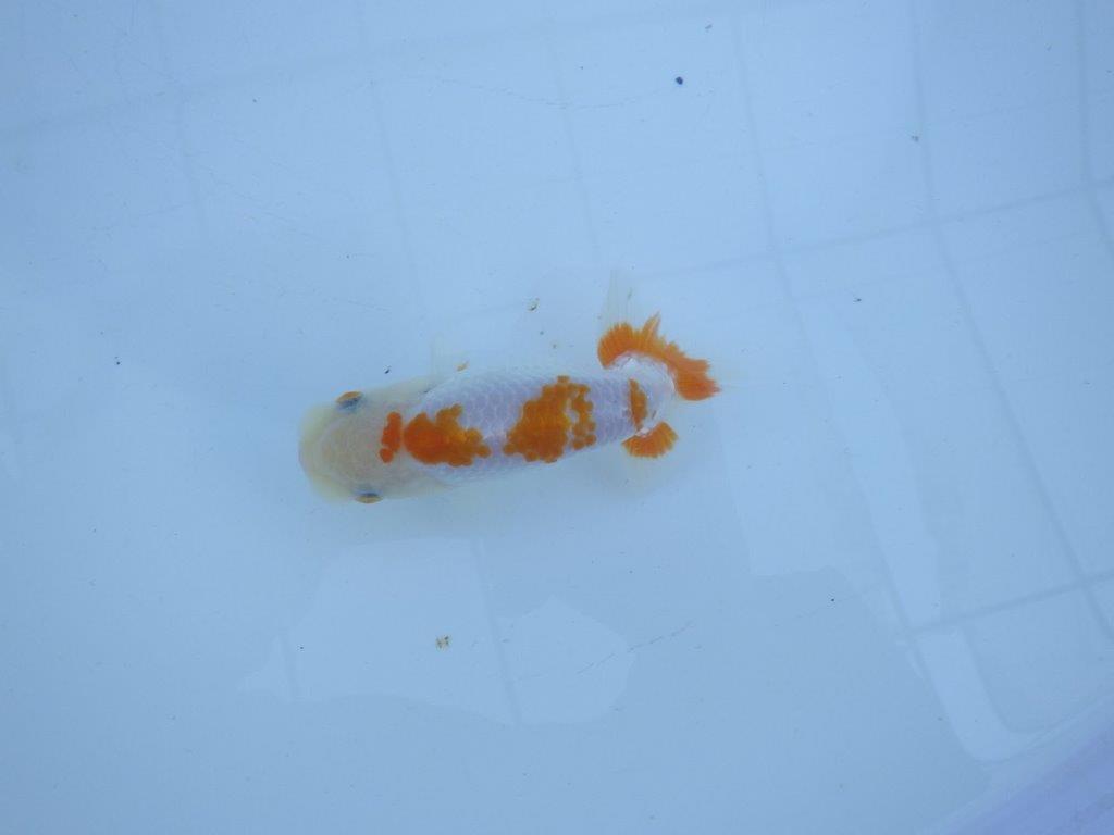 【私共がタタキ池で管理　岡山村上暢彦氏】口紅が可愛い当歳らんちゅう　約11,5㎝ オス？