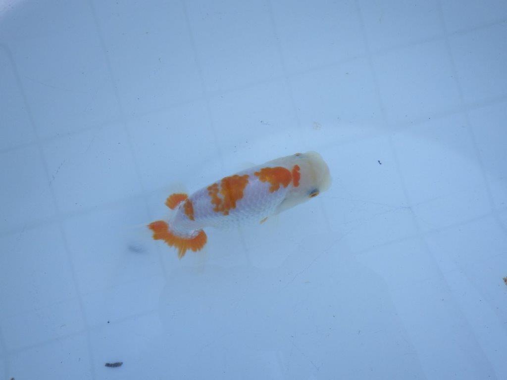 【私共がタタキ池で管理　岡山村上暢彦氏】口紅が可愛い当歳らんちゅう　約11,5㎝ オス？