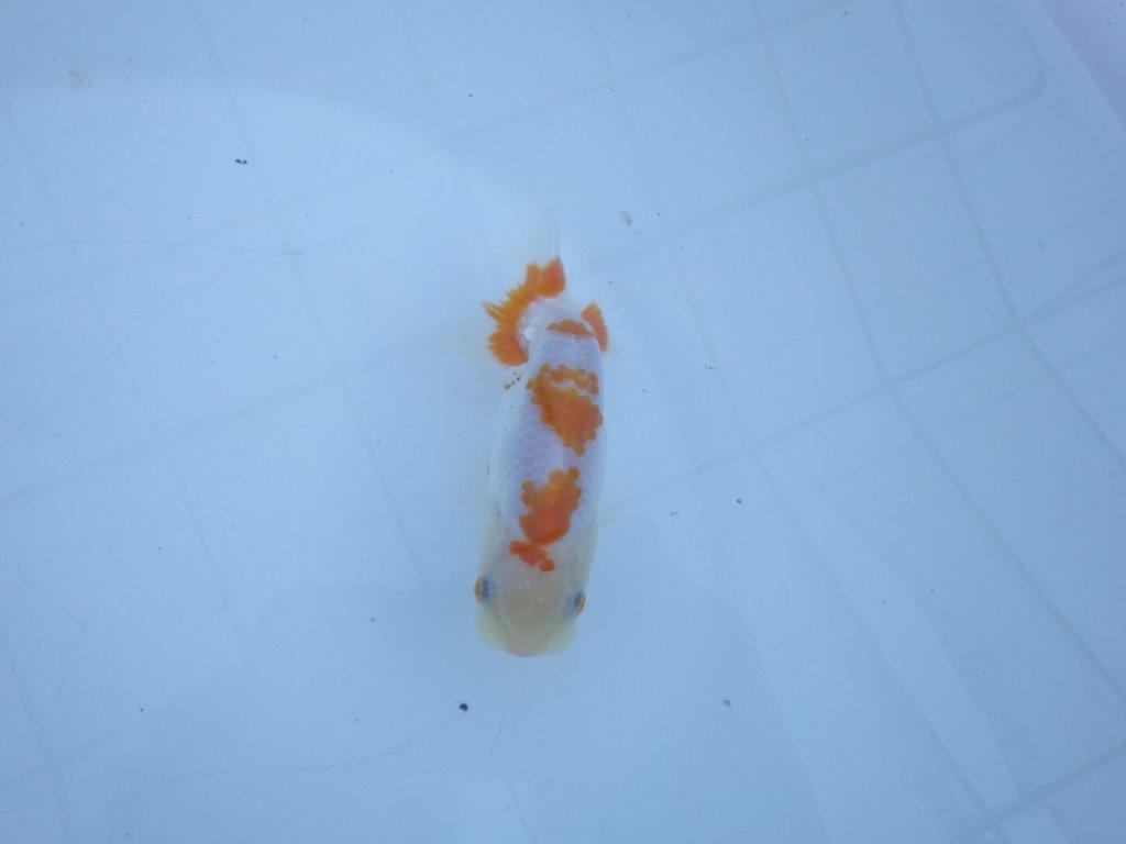 【私共がタタキ池で管理　岡山村上暢彦氏】口紅が可愛い当歳らんちゅう　約11,5㎝ オス？