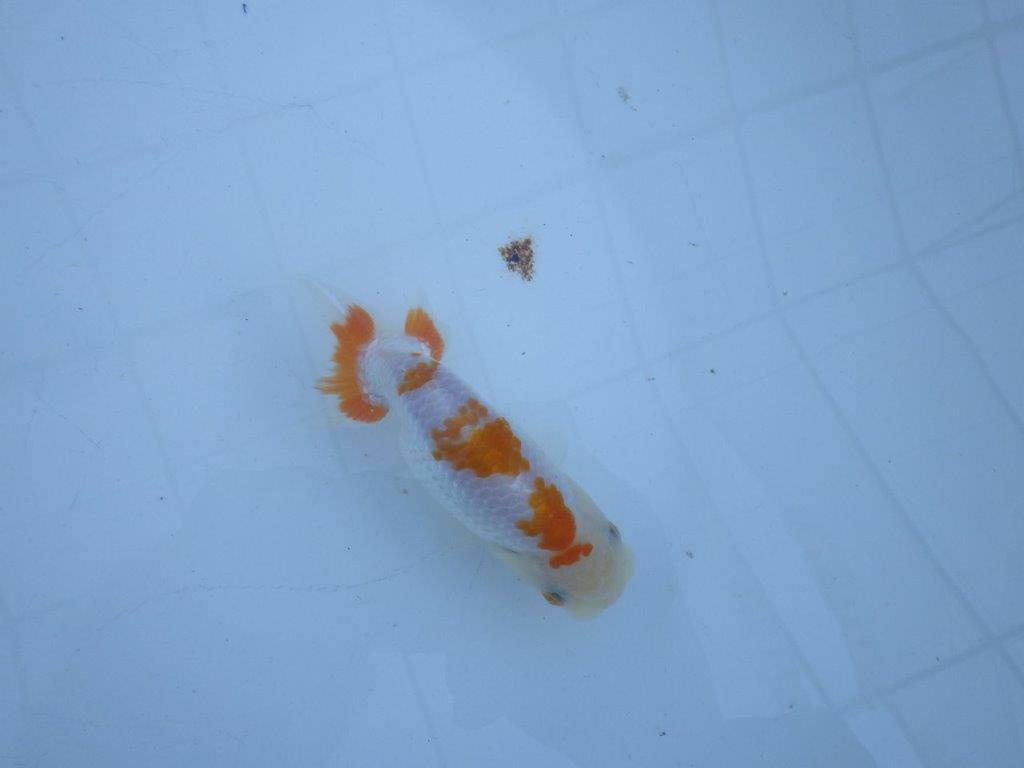 【私共がタタキ池で管理　岡山村上暢彦氏】口紅が可愛い当歳らんちゅう　約11,5㎝ オス？