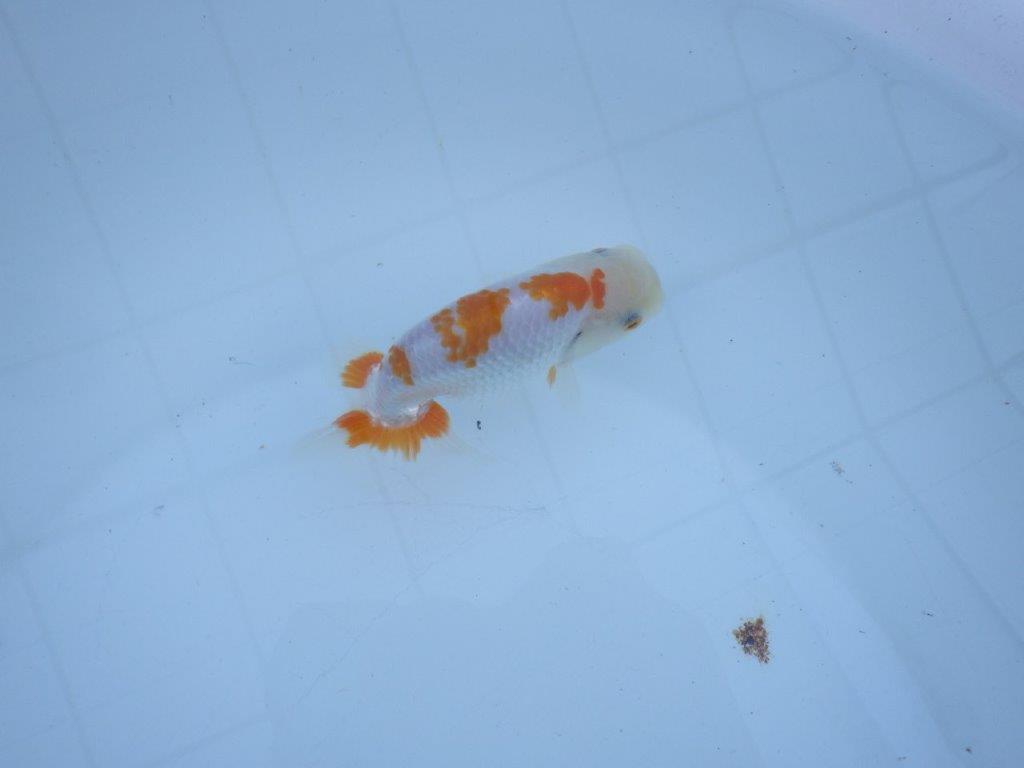 【私共がタタキ池で管理　岡山村上暢彦氏】口紅が可愛い当歳らんちゅう　約11,5㎝ オス？