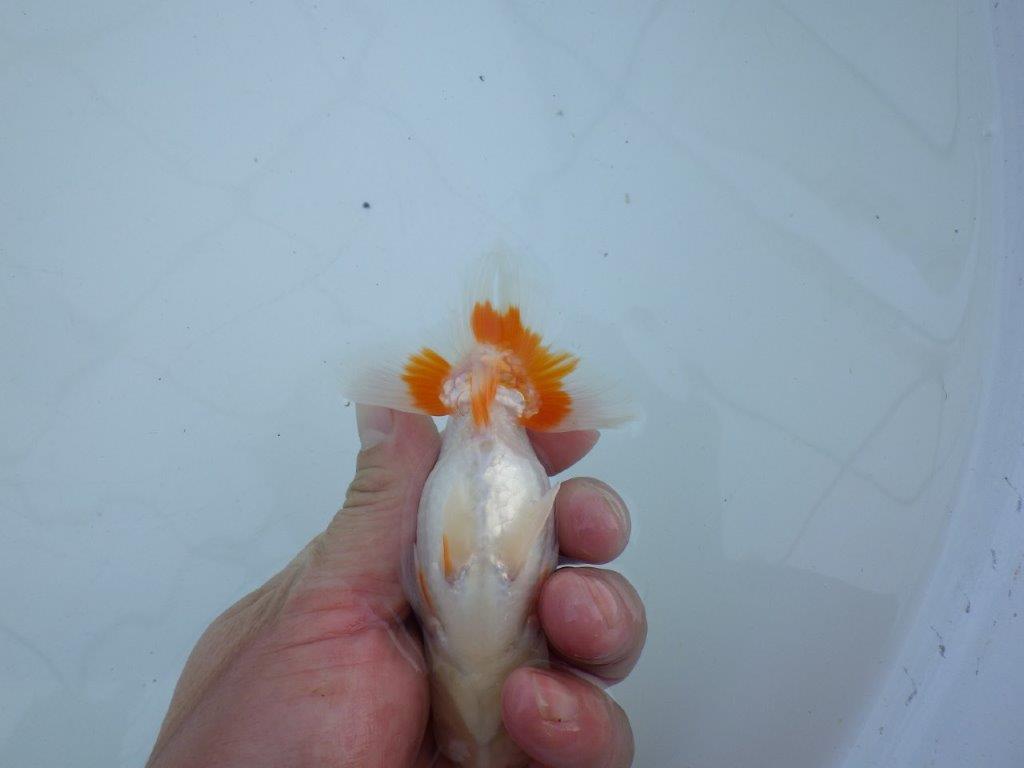 【私共がタタキ池で管理　岡山村上暢彦氏】口紅が可愛い当歳らんちゅう　約11,5㎝ オス？