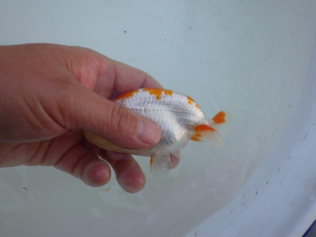 【私共がタタキ池で管理　岡山村上暢彦氏】口紅が可愛い当歳らんちゅう　約11,5㎝ オス？