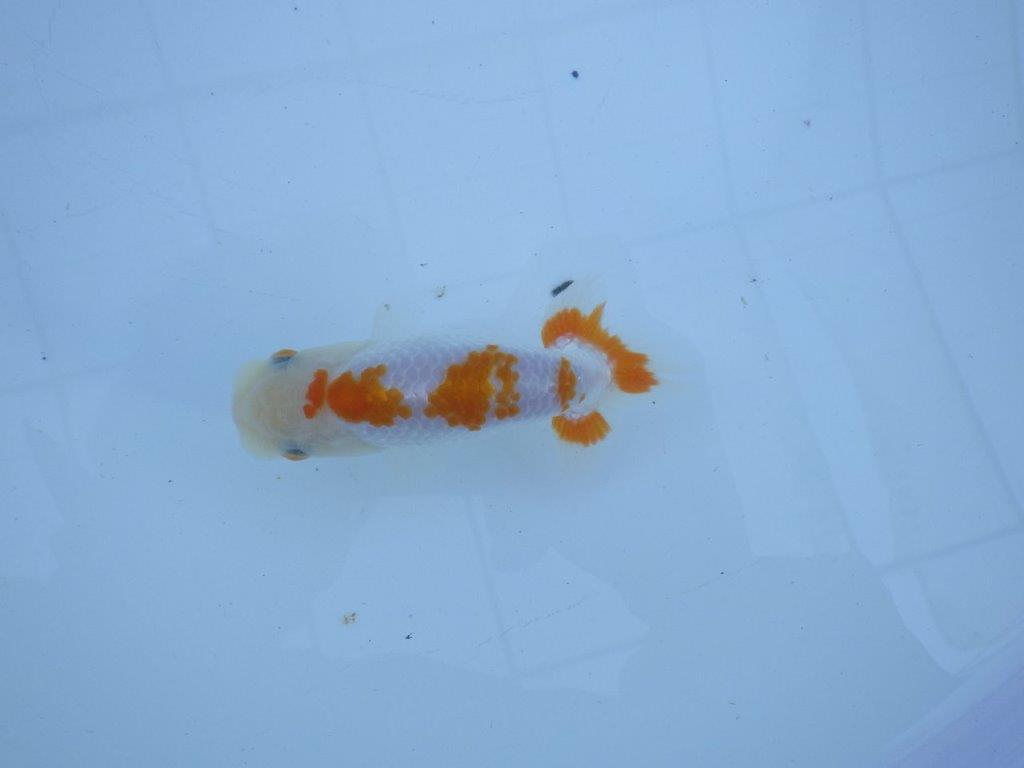 【私共がタタキ池で管理　岡山村上暢彦氏】口紅が可愛い当歳らんちゅう　約11,5㎝ オス？